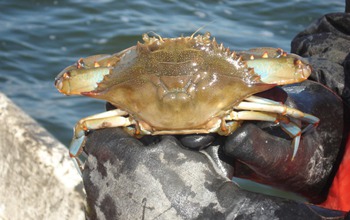 blue crab in person's hands